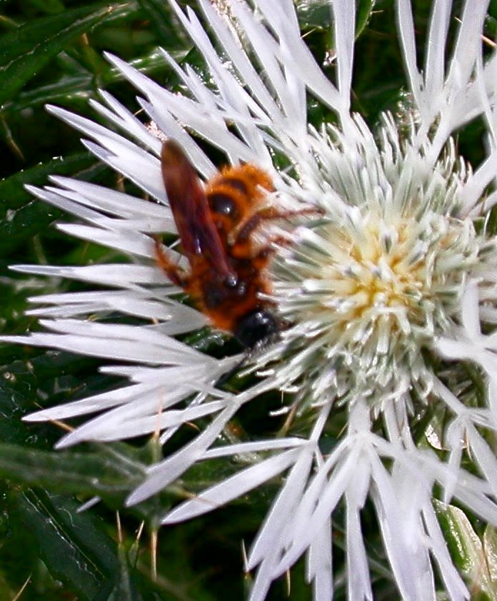 Possibile Dasyscolia ciliata (Scoliidae)